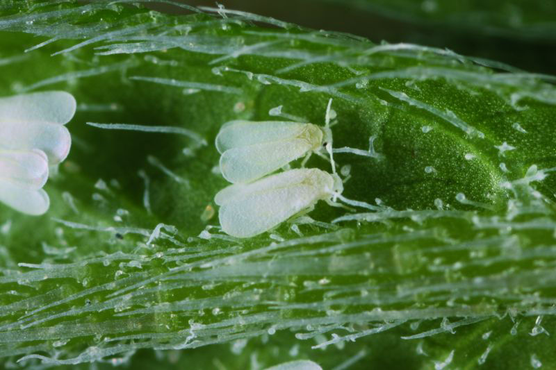 Greenhouse Whitefly
